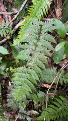 Asplenium bulbiferum