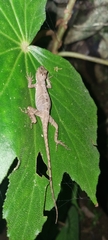 Anolis tropidolepis
