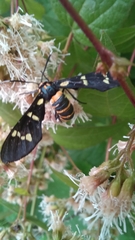 Syntomeida melanthus