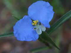 Commelina erecta