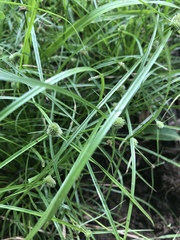Cyperus hortensis