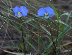 Commelina erecta