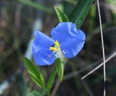 Commelina erecta