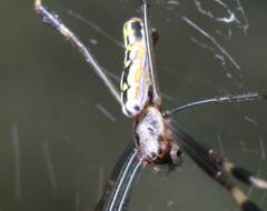 Trichonephila clavipes