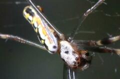 Trichonephila clavipes