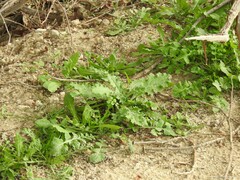 Carduus pycnocephalus