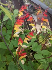 Ipomoea lobata