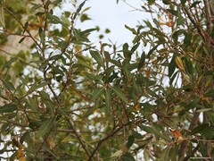 Salix salviifolia