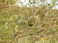 Salix salviifolia