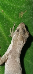 Anolis tropidolepis