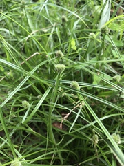 Cyperus hortensis