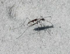 Ellipsoptera hirtilabris