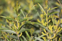 Acacia leptostachya