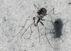 Ellipsoptera hirtilabris