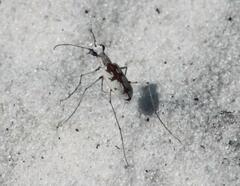 Ellipsoptera hirtilabris