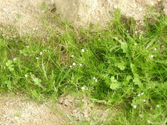Spergula arvensis