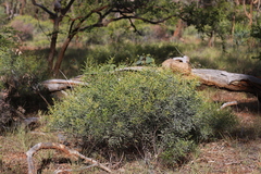 Acacia leptostachya