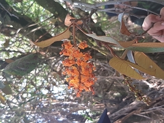 Byrsonima crassifolia