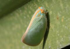 Ormenaria rufifascia