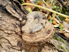 Ganoderma megaloma