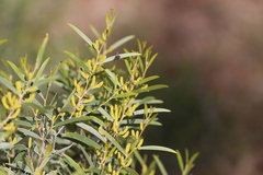 Acacia leptostachya