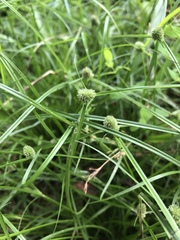 Cyperus hortensis