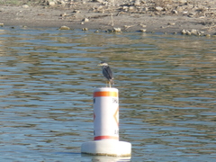 Nycticorax nycticorax