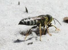 Bembix
