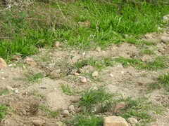 Heliotropium europaeum