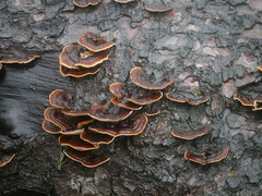 Punctularia strigosozonata
