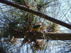 Setophaga pitiayumi pitiayumi