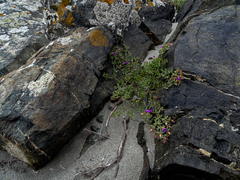 Fagonia chilensis