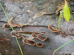 Punctularia strigosozonata