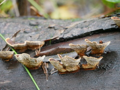 Punctularia strigosozonata