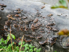 Punctularia strigosozonata
