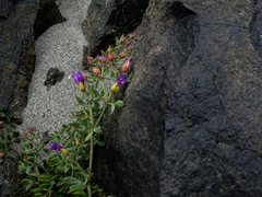 Fagonia chilensis