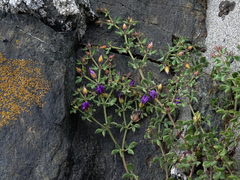 Fagonia chilensis