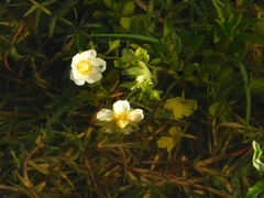 Modiolastrum malvifolium