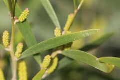 Acacia leptostachya