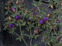 Fagonia chilensis