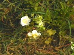 Modiolastrum malvifolium
