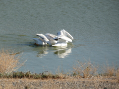 Pelecanus erythrorhynchos