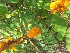 Senna reticulata