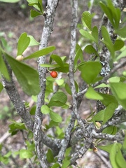 Schaefferia cuneifolia