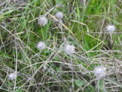 Trifolium hirtum