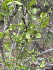 Schaefferia cuneifolia