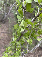 Schaefferia cuneifolia