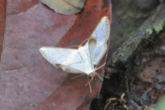 Leuciris