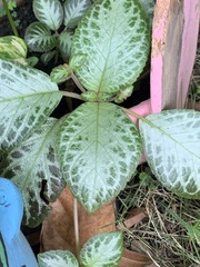 Episcia