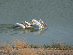 Pelecanus erythrorhynchos